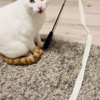 飼い主さんに向かって鳴く保護猫