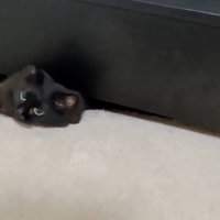 黒猫がベッドの隙間から出るために片手を出した瞬間