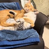 サバトラ猫を羽交い絞めにする茶トラ猫