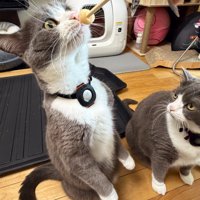 立ち上がっておやつを食べようとする猫と横で見守る猫