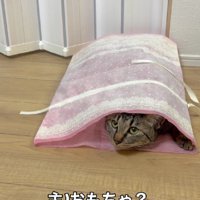 袋に入った猫
