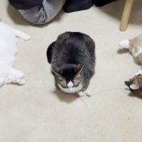 等間隔に並んでいる3匹の猫（上から見た写真）