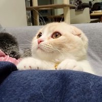 飼い主の脚に手を置く猫