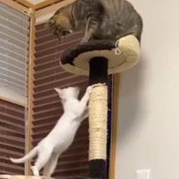キャットタワーの支柱に前足をかける子猫と、頂上から子猫を見下ろす姉猫