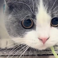 穴から顔を出すブリティッシュショートヘア