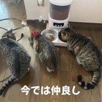 3匹のキジトラ猫