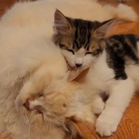 寝ている成猫と子猫