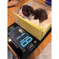 箱に入っている子猫