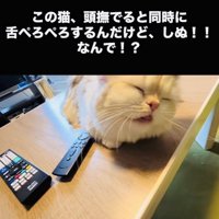 投稿主さんに頭を撫でられ舌をぺろぺろするミヌエット