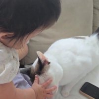 赤ちゃんと猫