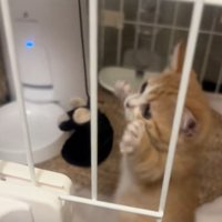 ケージの中でおもちゃにパンチする子猫