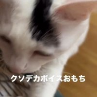 飼い主の足に前足をかけておやつをおねだりする猫