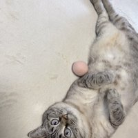 足を伸ばして仰向けになる猫