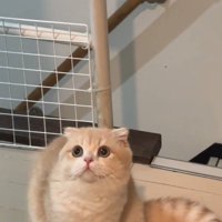 座っている猫