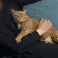 「夫を略奪されました」のテロップ写真