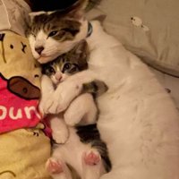 ぐっすり眠る4歳児に寄り添う猫2匹2