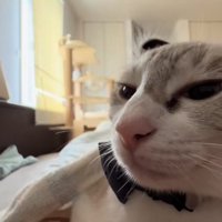 半目で画面左側を見つめる猫の顔アップ目