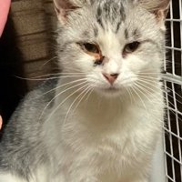 ケージ内に座る猫