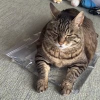 おもちゃの上でくつろぐ猫の写真6