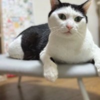 アイロン台にいる猫