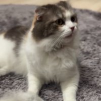 ブラッシングで抜けた毛から顔を離す猫