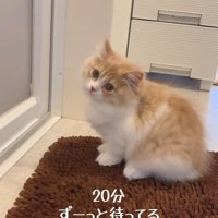 横を向く子猫