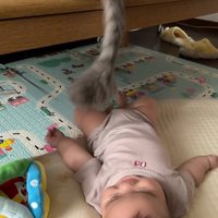 笑わせる猫
