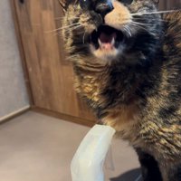鳴いている猫