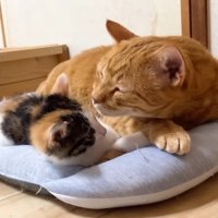 顔を近づけるうにくん