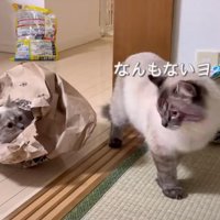 振り返る猫と見つめる猫