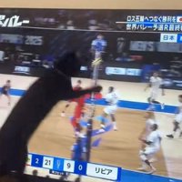ブロック猫