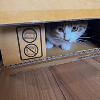 箱の中の猫