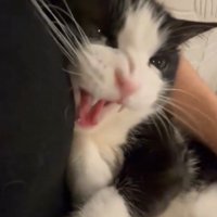 威嚇したような顔の猫