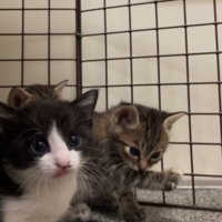 前足をなめる子猫