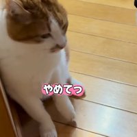 掴まれた前脚を振りほどく猫（やめてっ）