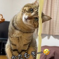 首を傾ける猫