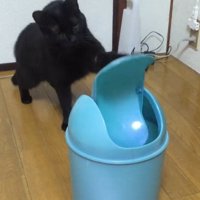 左手でパンチする猫