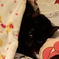 目を開けている黒猫