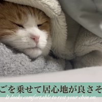 気持ち良さそうなミケ