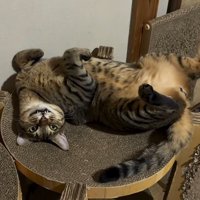 仰向けで口を開ける猫