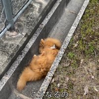 側溝で転がる猫