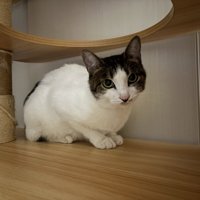 キャットタワーで座る猫