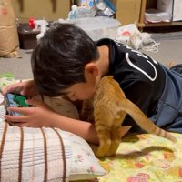 男の子の顔の下にいる子猫
