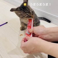 ママにおやつをもらう子猫