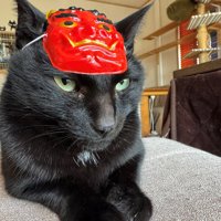 お面をつけた猫