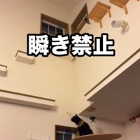 キャットウォークを走る猫