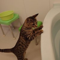 浴槽につかまり立ちする猫