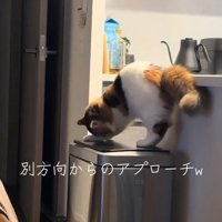 向きを変える猫