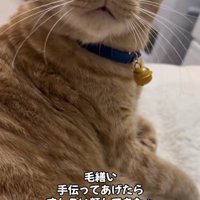 目を見開いてカメラに顔を向けている猫のアップ（アゴ上げ気味）