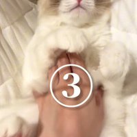 おなかをなでられる猫